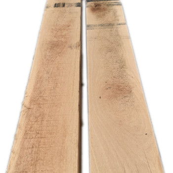 fresh sawn green oak